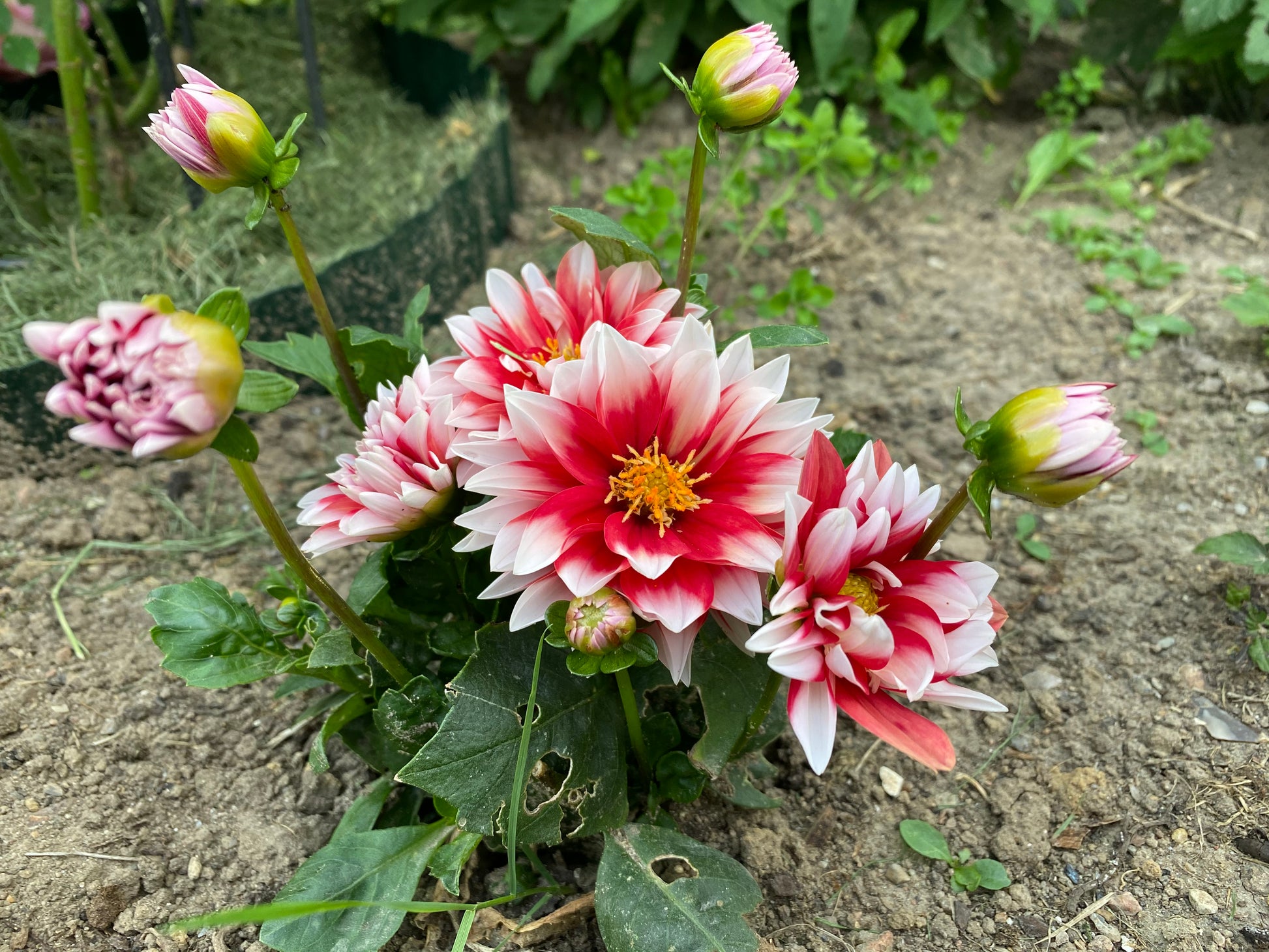 tief Rot Weiß Chrysantheme Blumensamen zur Aussaat – kompakt Wuchs – Traditionssorte & ohne Gentechnik Samen Hausgarten