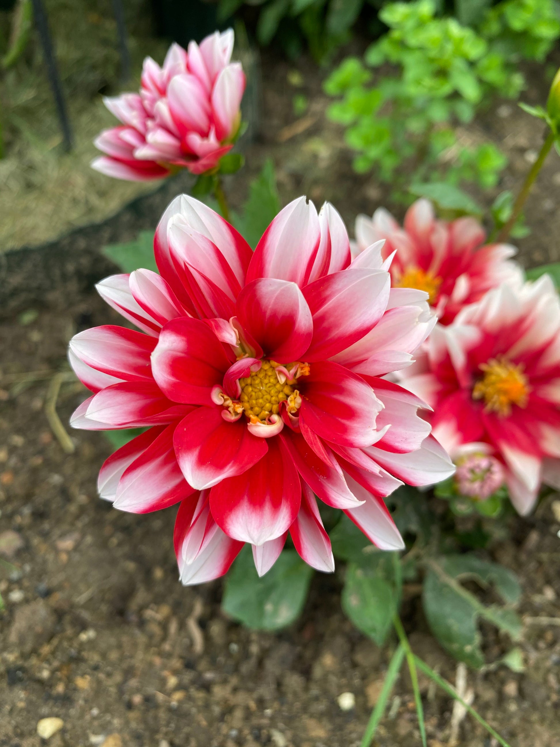 tief Rot Weiß Chrysantheme Blumensamen zur Aussaat – kompakt Wuchs – Traditionssorte & ohne Gentechnik Samen Hausgarten