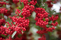 Rot Firethorn Blumensamen zur Aussaat farbenfroh Schau Traditionssorte & ohne Gentechnik Samen Hausgarten