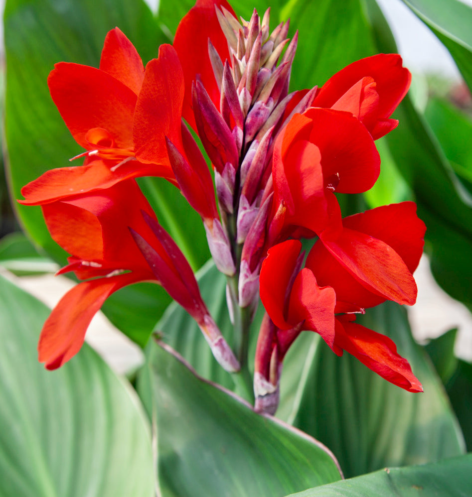 Canna Blumensamen zur Aussaat – duftend Blüten – Traditionssorte & ohne Gentechnik Samen Hausgarten