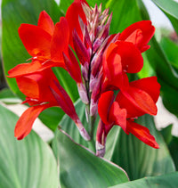 Canna Blumensamen zur Aussaat – duftend Blüten – Traditionssorte & ohne Gentechnik Samen Hausgarten