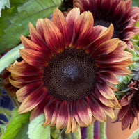 Sonnenblume Blumensamen Bordeaux zur Aussaat