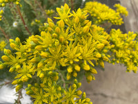 Gelb Sedum Blumensamen zur Aussaat – saisonal Dauerblüher – Traditionssorte & ohne Gentechnik Samen Hausgarten