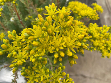 Gelb Sedum Blumensamen zur Aussaat – saisonal Dauerblüher – Traditionssorte & ohne Gentechnik Samen Hausgarten