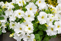 Petunie Wave Weiß Blumensamen zur Aussaat ideal leuchtend Gärten