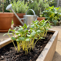 Sonnenblumen Microgreens Samen