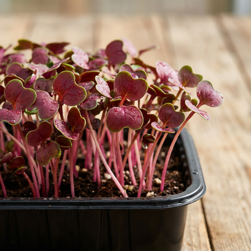 Rettich Microgreens Samen Rot