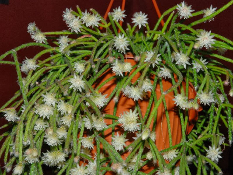 Weiß Pilocarpa Blumensamen zur Aussaat lang Blüte Saison Traditionssorte & ohne Gentechnik Samen Hausgarten