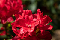 Rot Rhododendron Blumensamen zur Aussaat – ideal Rabatten – Traditionssorte & ohne Gentechnik Samen Hausgarten