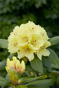 Rhododendron Blumensamen zur Aussaat duftend Blüten Traditionssorte & ohne Gentechnik Samen Hausgarten