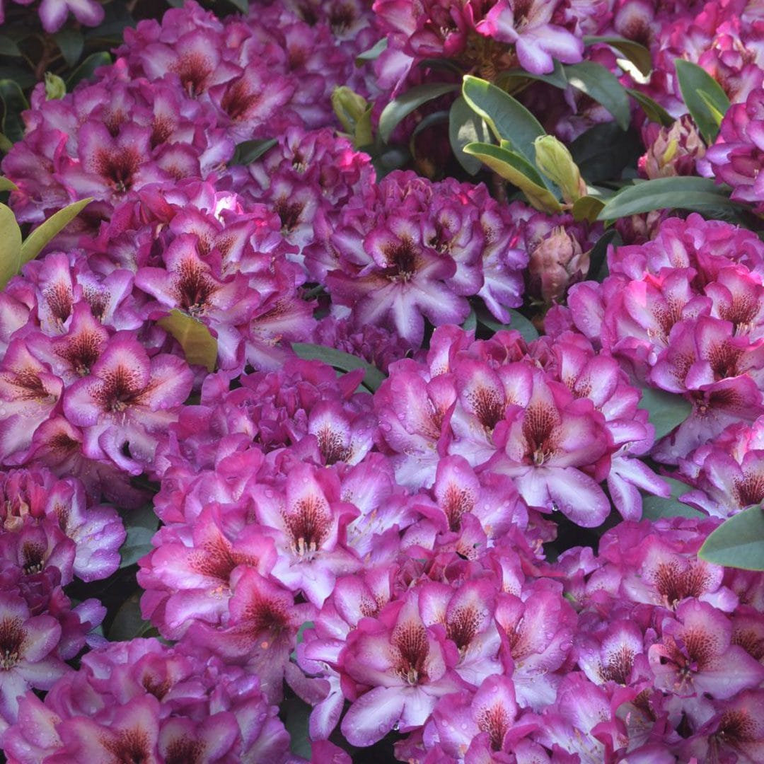 Rosa rhododendron hans blume samen for anpflanzung - colorful display, heirloom & gmo free samen for home garten
 
 sale samen for home garten