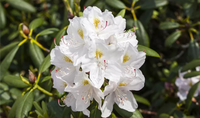 Catawbiense Blumensamen zur Aussaat leuchtend Blüten Traditionssorte & ohne Gentechnik Samen Hausgarten