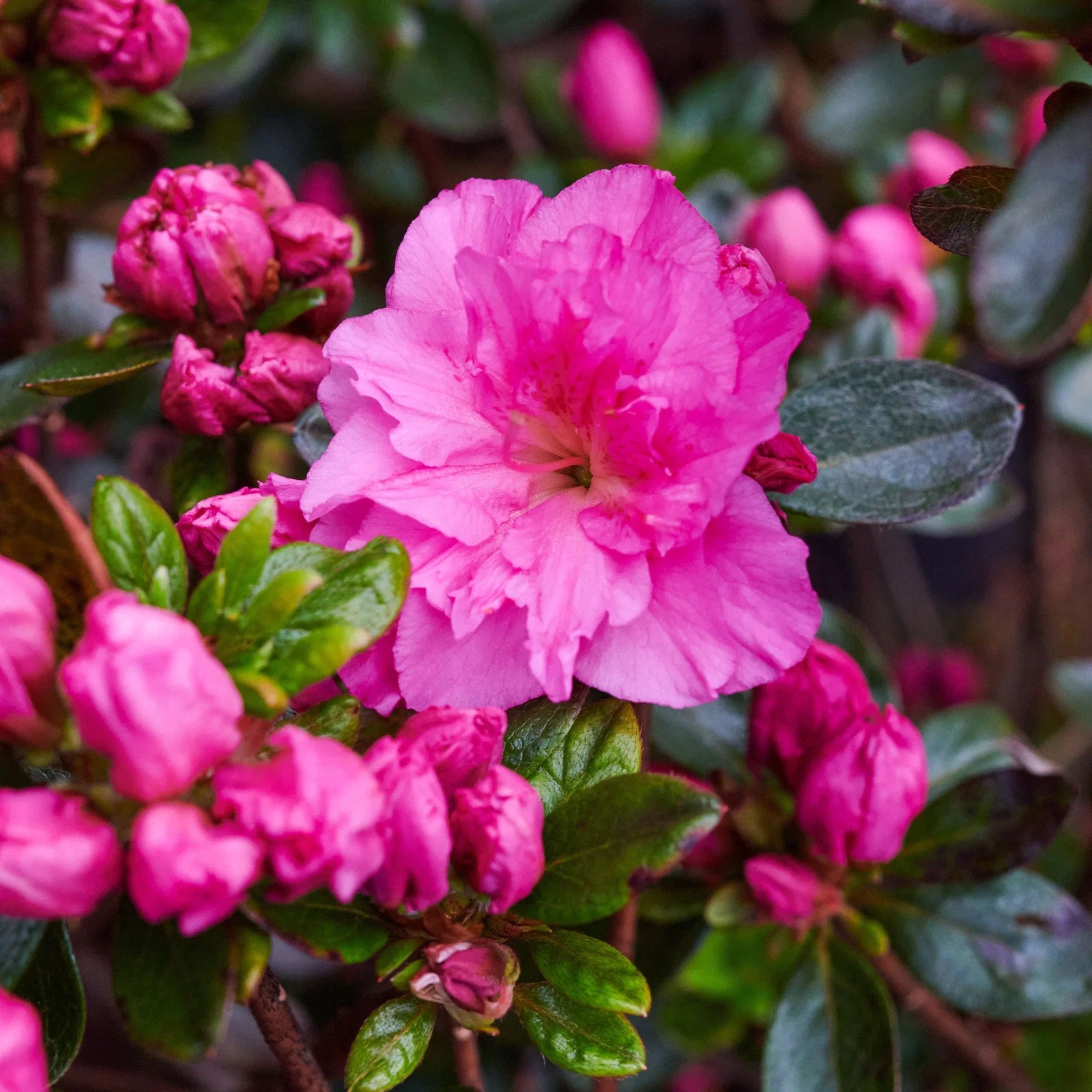Grün Rhododendron Azalee Blumensamen zur Aussaat robust Sorte Traditionssorte & ohne Gentechnik Samen Hausgarten