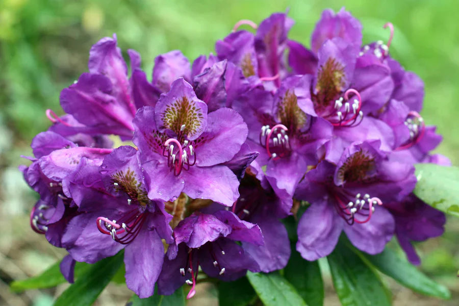 Rhododendron blume samen for anpflanzung violet braun
