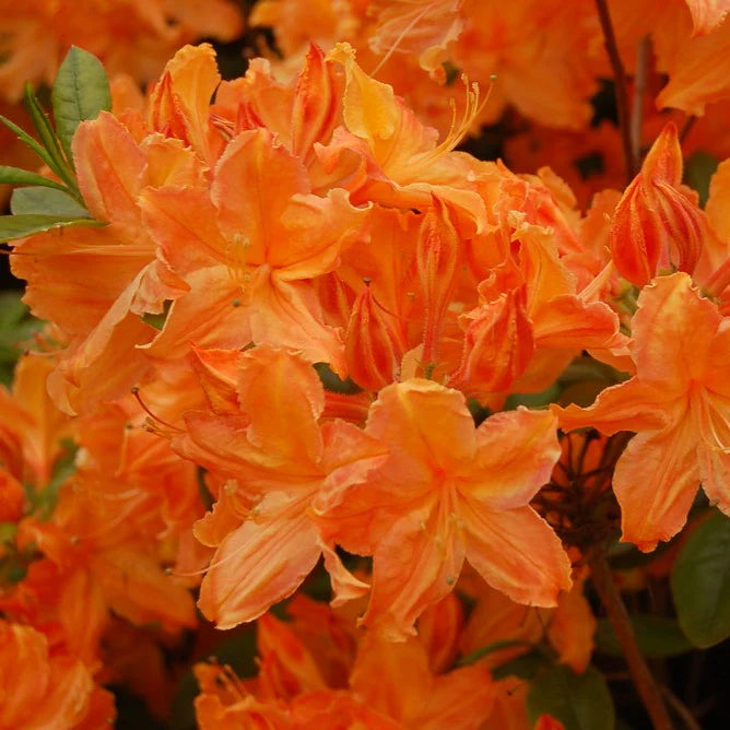 Azalee Blumensamen zur Aussaat leuchtend Traditionssorte & ohne Gentechnik Samen Hausgarten
