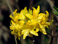 Rhododendron Gelb Blumensamen – ideal zur Aussaat Garten