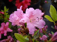 Rosa Azalee Blumensamen zur Aussaat Landhaus Garten wichtig Traditionssorte & ohne Gentechnik Samen Hausgarten