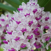 Weiß Violett Cymbidium Blumensamen zur Aussaat – leuchtend – Traditionssorte & ohne Gentechnik Samen Hausgarten