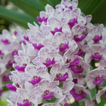 Weiß Violett Cymbidium Blumensamen zur Aussaat – leuchtend – Traditionssorte & ohne Gentechnik Samen Hausgarten