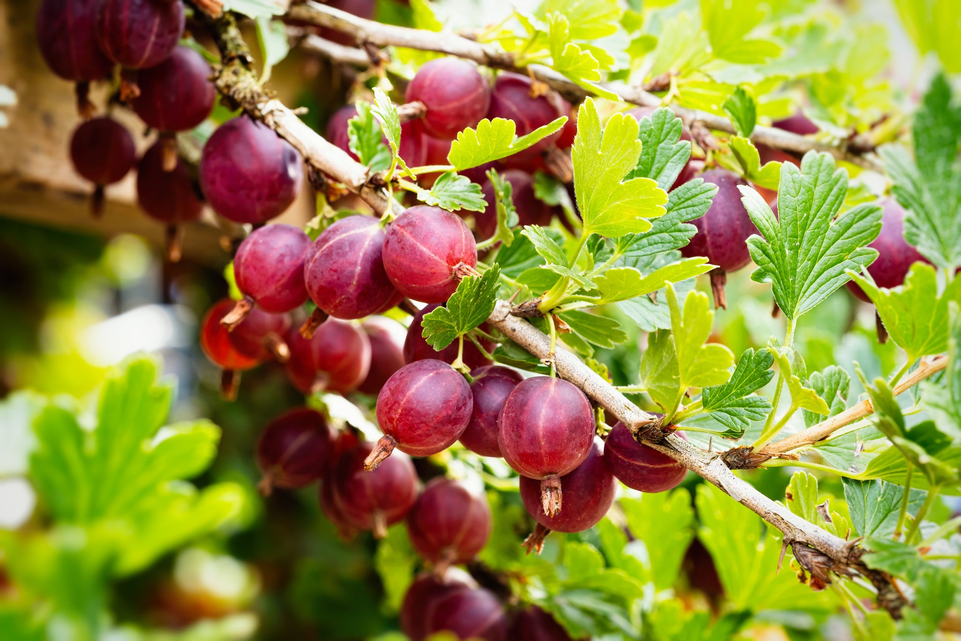 Ribes uva-crispa Samen für einfaches Anpflanzen