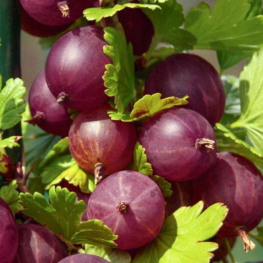 Ribes uva-crispa Samen für einfaches Anpflanzen