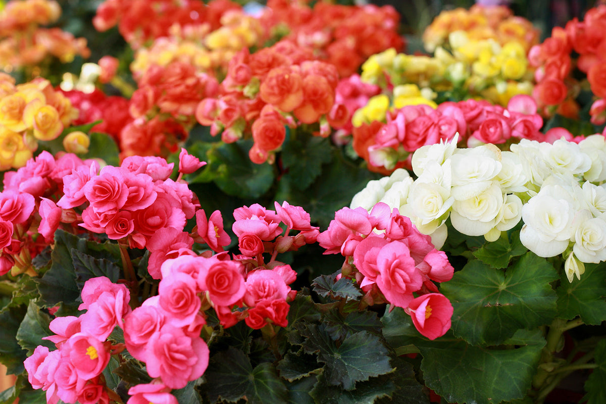 Rieger (rieger begonia) samen for anpflanzung in home garten