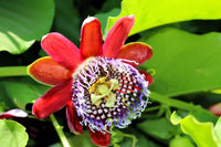 Riesengranadilla climbing vine samen for trellises