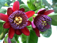 Ornamental riesengranadilla blume samen for landscapes