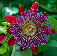 Riesengranadilla blume samen for anpflanzung