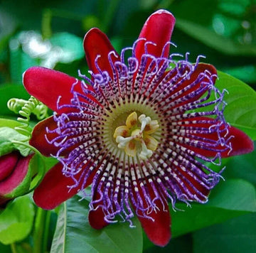 Riesengranadilla blume samen for anpflanzung