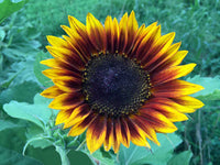 Chocolate Orange Sonnenhut Blumensamen zur Aussaat leuchtend Blüten für Ihren Garten