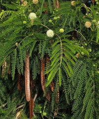 River Tamarind Blumensamen zur Aussaat saisonal Dauerblüher Traditionssorte & ohne Gentechnik Samen Hausgarten