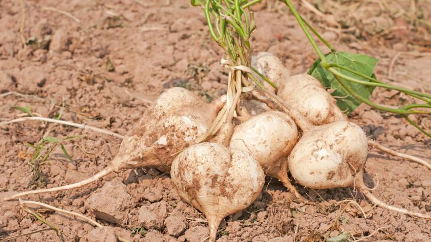 Jicama Samen zum Pflanzen - Grow Your Own Jicama Gemüse