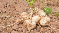 Jicama Samen zum Pflanzen - Grow Your Own Jicama Gemüse