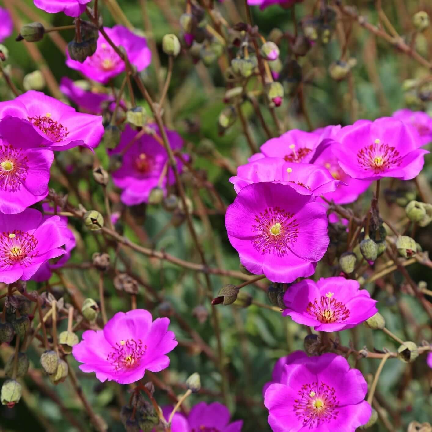 Rosa Calandrinia Umbellata Blumensamen zur Aussaat Schnitt Blume beliebt Traditionssorte & ohne Gentechnik Samen Hausgarten