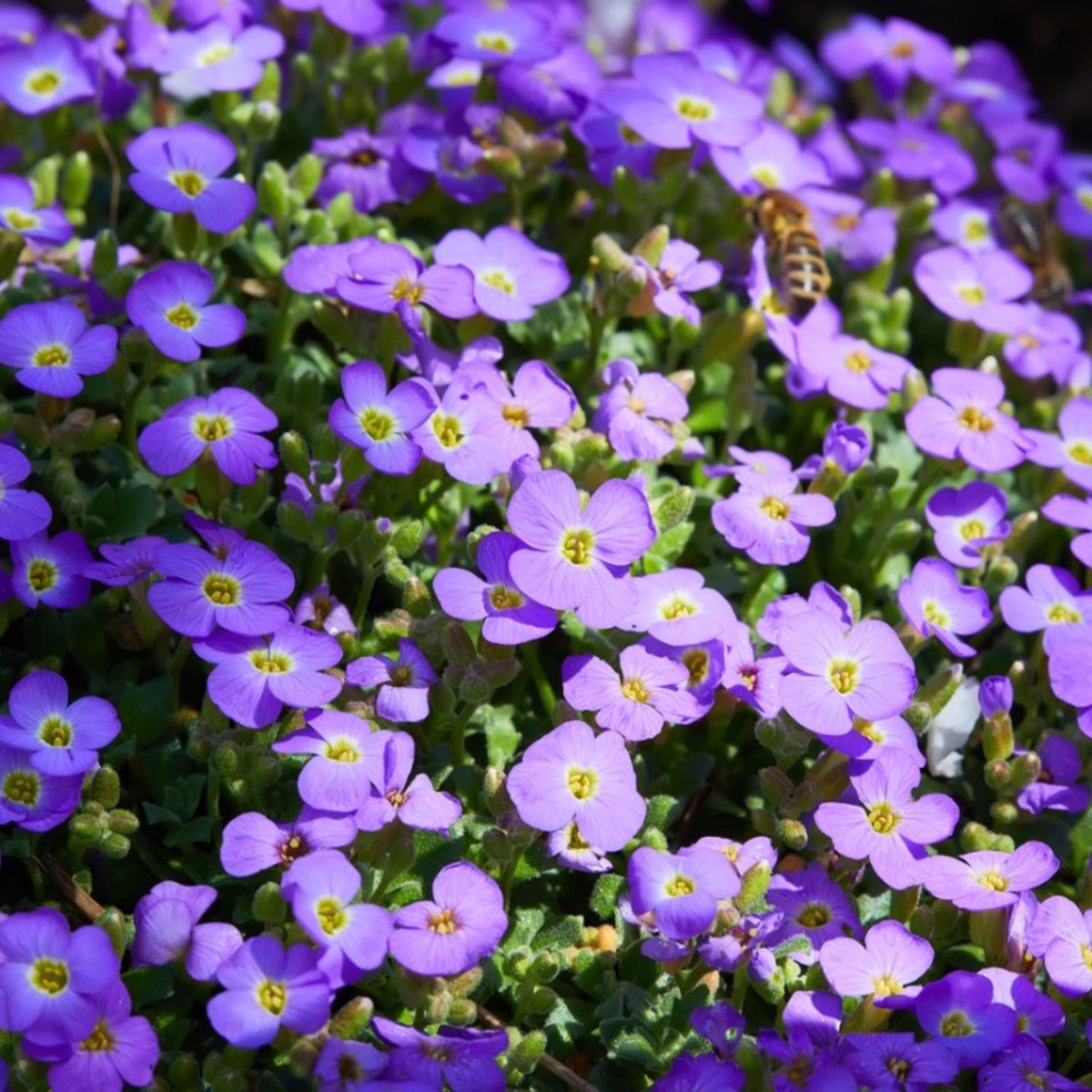 Mixed rock cress flowering samen for gardens