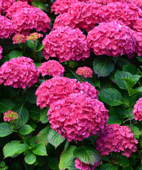 Rosa hydrangea blume samen for beautiful garten anpflanzung