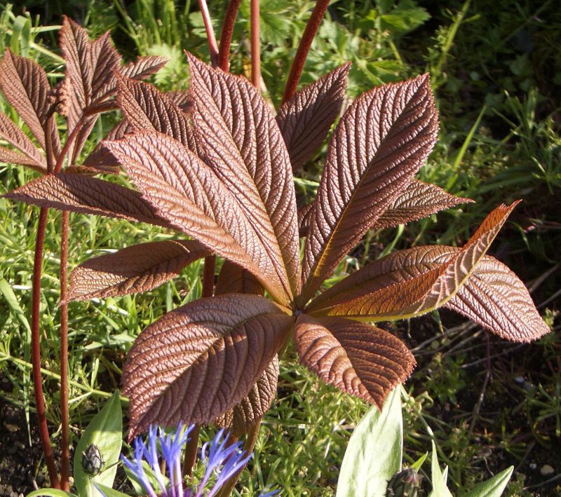 Braun Rodgersia Henrici Blumensamen zur Aussaat – hochwertige Qualitäts- – Traditionssorte & ohne Gentechnik Samen Hausgarten