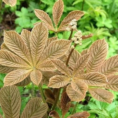 Braun Rodgersia Henrici Blumensamen zur Aussaat – hochwertige Qualitäts- – Traditionssorte & ohne Gentechnik Samen Hausgarten