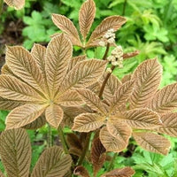 Braun Rodgersia Henrici Blumensamen zur Aussaat – hochwertige Qualitäts- – Traditionssorte & ohne Gentechnik Samen Hausgarten