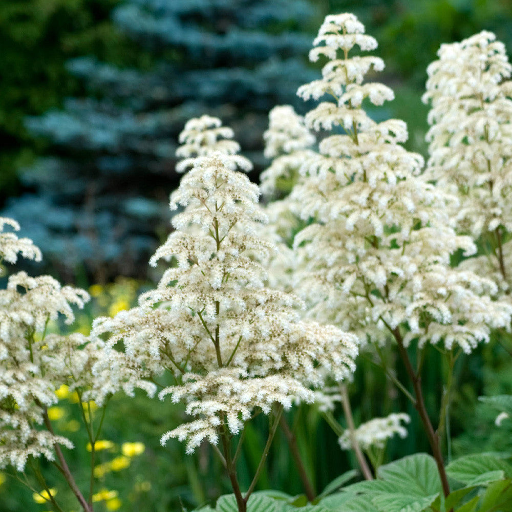 Rodgersia Blumensamen zur Aussaat Wildblume Mischung Traditionssorte & ohne Gentechnik Samen Hausgarten