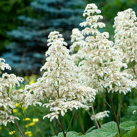 Rodgersia Blumensamen zur Aussaat Wildblume Mischung Traditionssorte & ohne Gentechnik Samen Hausgarten
