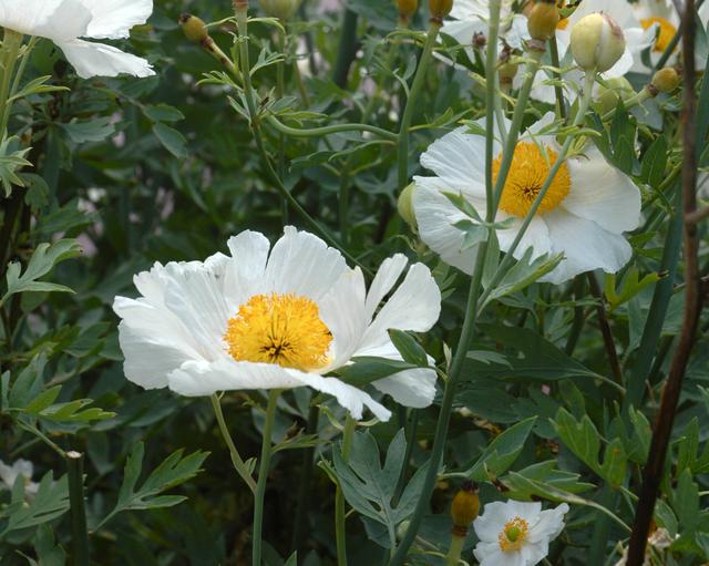 Coulteri Blumensamen zur Aussaat leuchtend Blüten für Ihren Garten