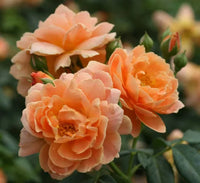 Traditionssorte Rose Blumensamen zur Aussaat hochwertige Qualitäts- Traditionssorte & ohne Gentechnik Samen Hausgarten