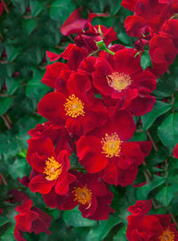 Rugosa Rose Rot Blumensamen zur Aussaat leuchtend Blüten für Ihren Garten