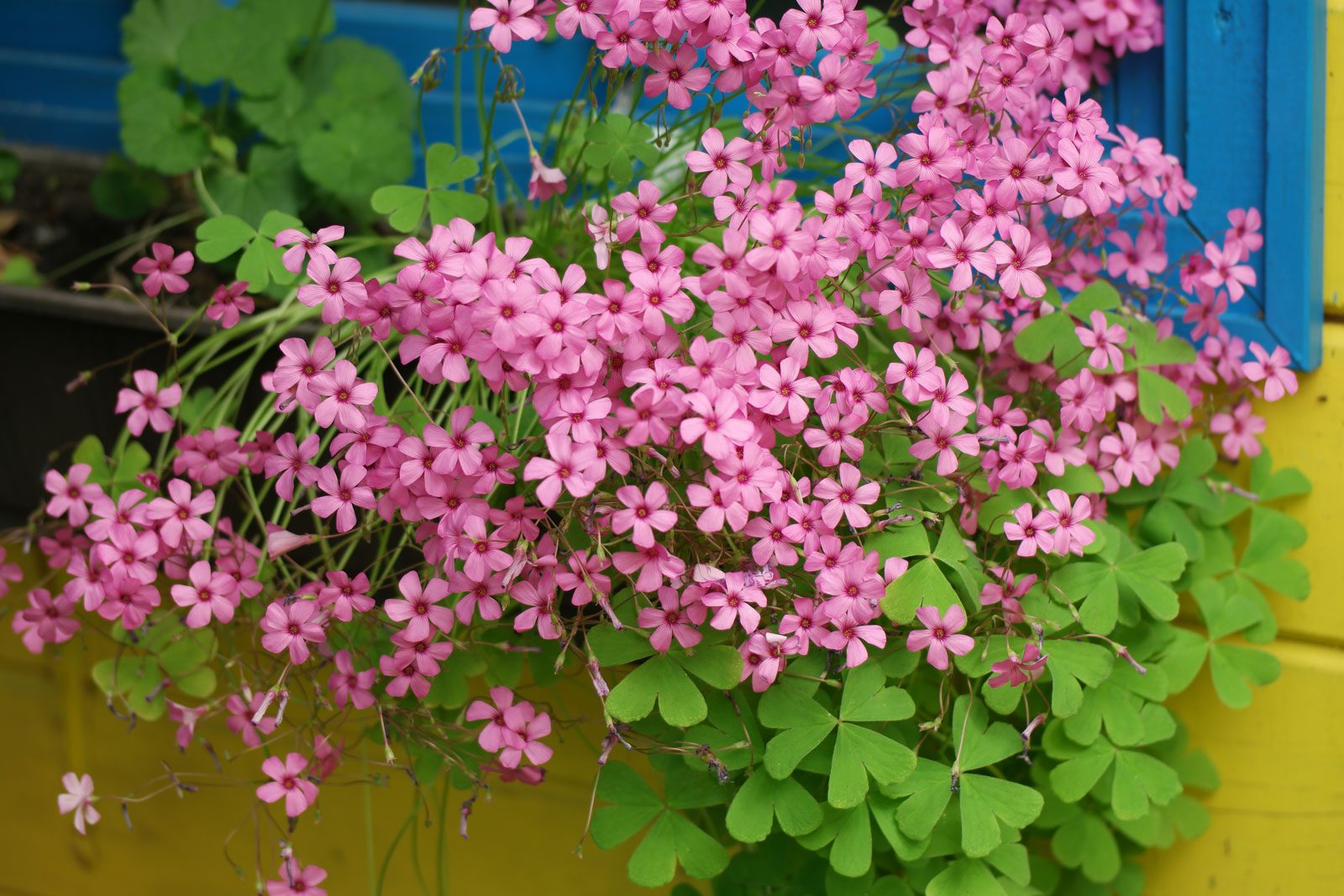 Weiß Rosa Sauerklee Laciniata Blumensamen zur Aussaat lang Blüte Saison Traditionssorte & ohne Gentechnik Samen Hausgarten