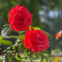 Dark rosa rose anpflanzung samen for lush and vibrant gardens blume