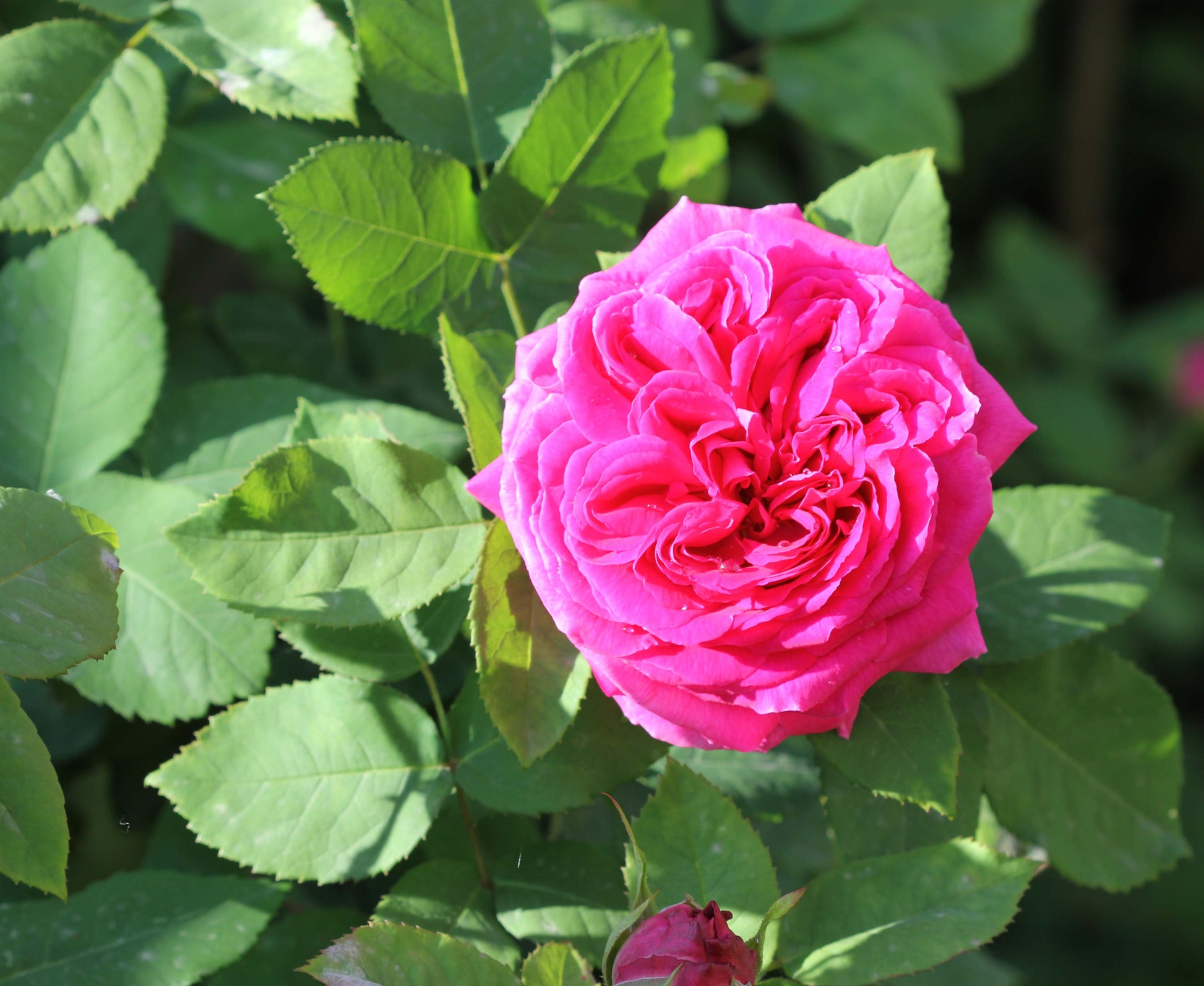 Rosa Damascena Blumensamen zur Aussaat Halbschatten verträglich Traditionssorte & ohne Gentechnik Samen Hausgarten