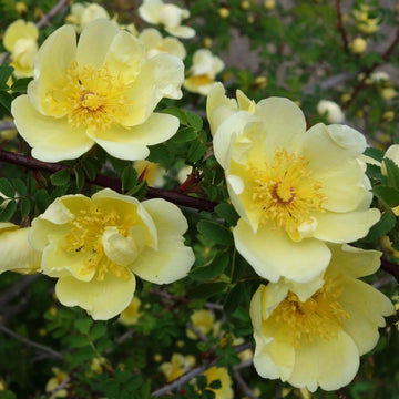 Gelb hugo rose blume samen for anpflanzung - vibrant colors, heirloom & gmo free samen for home garten
 
 sale for anpflanzung in home garten