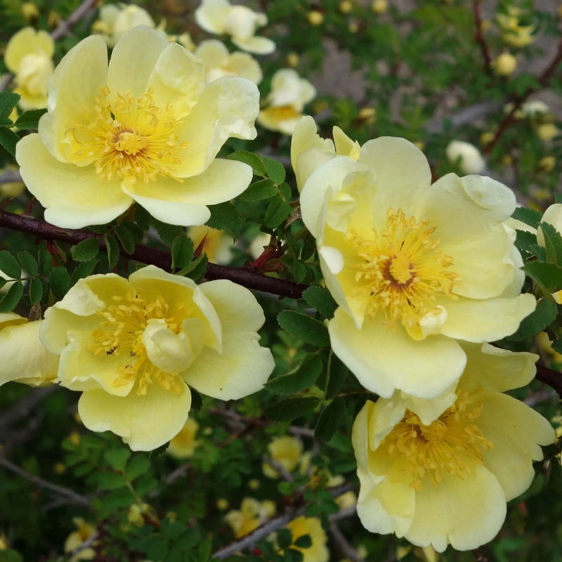 Gelb hugo rose blume samen for anpflanzung - vibrant colors, heirloom & gmo free samen for home garten
 
 sale for anpflanzung in home garten